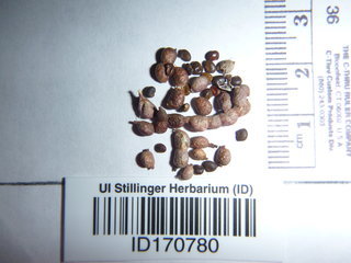 Alhagi maurorum, seeds