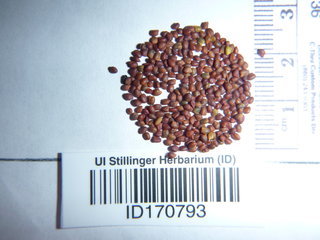 Trifolium fragiferum, seeds