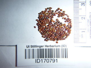 Trifolium resupinatum, seeds
