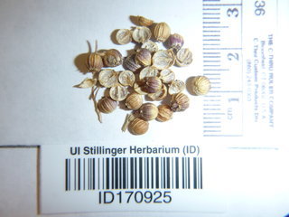 Coriandrum sativum, seeds