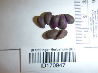 Gossypium hirsutum, seeds