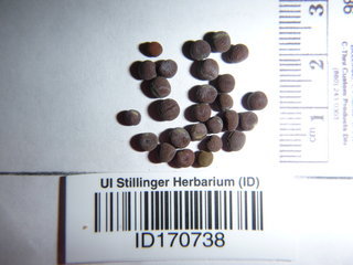 Lathyrus hirsutus, seeds