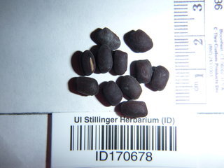 Lathyrus tingitanus, seeds