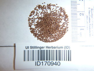 Nicotiana tabacum, seeds
