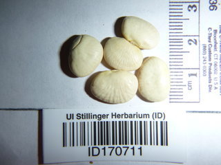 Phaseolus lunatus, seeds