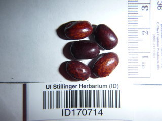 Phaseolus vulgaris, seeds