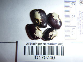 Phaseolus vulgaris, seeds