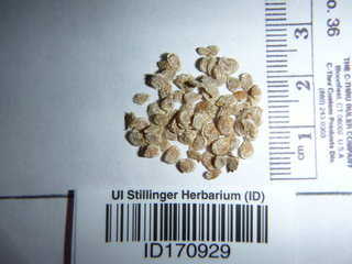 Solanum lycopersicum, seeds