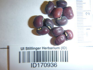 Vigna unguiculata, seeds