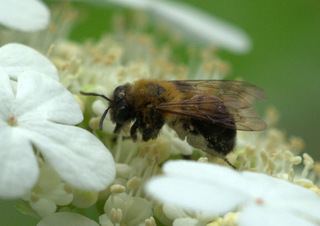 Andrena milwaukeensis