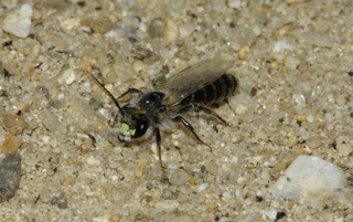 Andrena wellesleyana