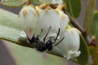 Andrena bradleyi, m on Chamaedap --