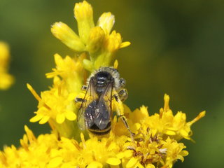 Andrena canadensis, f on Solida --