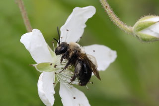 Andrena carlini, f on Rubus --