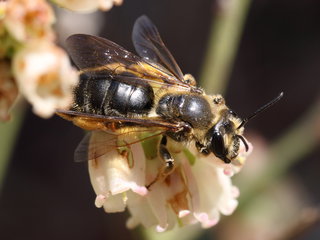 Andrena commoda, f on Vaccinium --