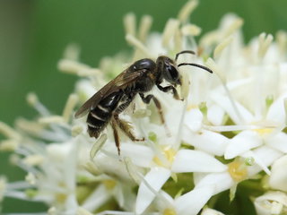 Andrena fragilis, f on Cornus -- KA