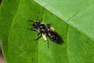 Andrena geranii, f on Hydrophyllum leaf