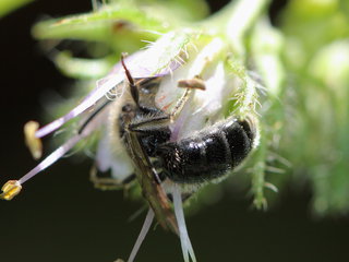 Andrena geranii, m on Hydrophyl --