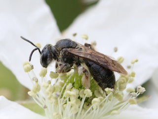 Andrena sigmundi, f on Rubus --