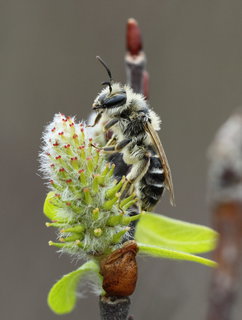 Andrena wellesleyana, f on Salix --