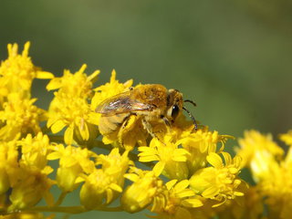 Colletes solidaginis, f on Solid --