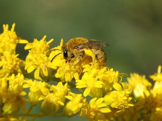 Colletes solidaginis, f on Solid --