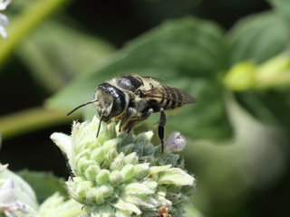 Megachile brevis, f on Mentha --