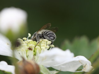 Megachile brevis, m on Rubus --