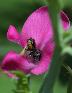 Megachile campanulae, f Pollinat --