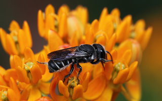 Megachile campanulae, f on Ascle --