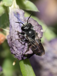 Megachile campanulae, m Lathyrus --