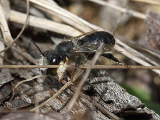 Megachile melanophaea, m on grou --