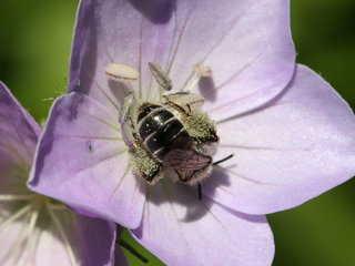 Andrena distans, f on Geranium --