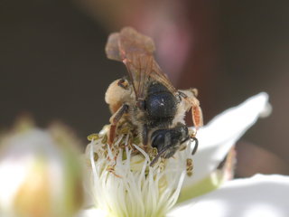 Andrena hippotes, f on Rubus --