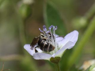 Andrena lamelliterga, f on Physa --
