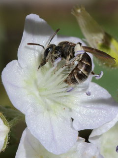 Andrena lamelliterga, f on Physa --