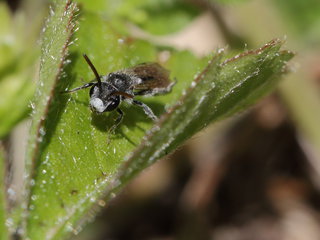Andrena lamelliterga, m on leaf --