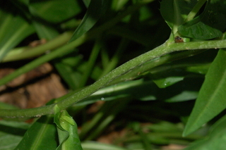 Stokesia laevis, Stokes aster, branching