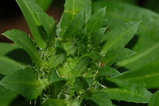 Stokesia laevis, Stokes aster, flower bud