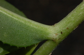 Stokesia laevis, Stokes aster, leaf under base