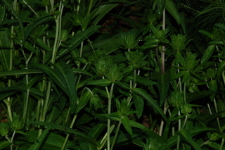 Stokesia laevis, Stokes aster, plant
