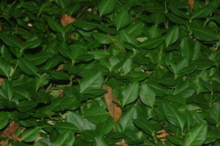 Euonymus fortunei, Climbing euonymus, plant