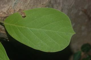 Magnolia denudata, Yulan Magnolia, leaf