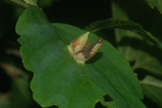 Hormaphis hamamelidis gall, on Hamamelis vernalis, Vernal Witchazel