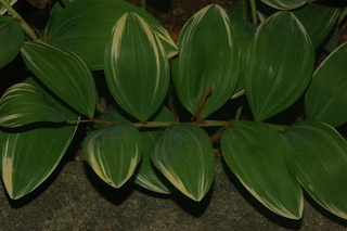 Polygonatum odoratum variegatum, Variegated Solomons seal, leaves