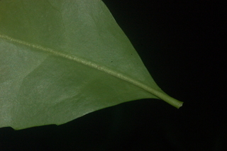 Sarcandra glabra, leaf under base