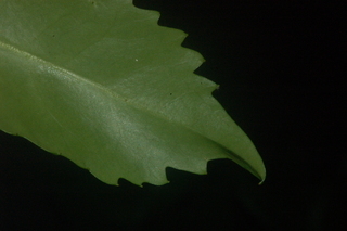 Sarcandra glabra, leaf under tip