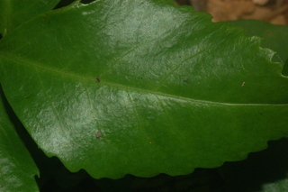 Sarcandra glabra, leaf upper