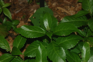 Sarcandra glabra, plant