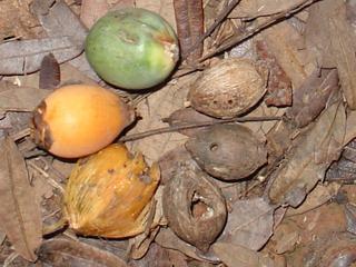 Syagrus romanzoffiana - fruits and seeds